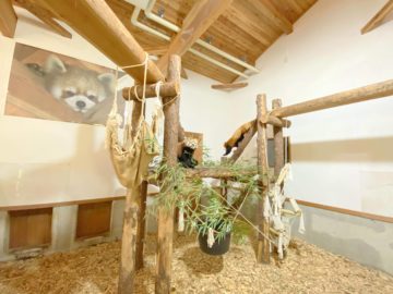 【長野市茶臼山動物園（ちゃうすやまどうぶつえん）】レッサーパンダパークが可愛い！リアルな動物たちが見られる。